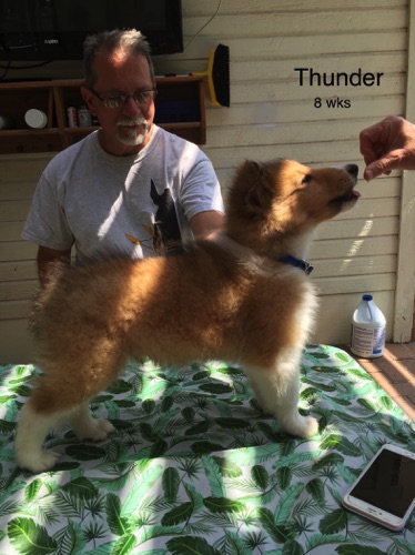 THUNDER 8WKS THUNDER 8WKS